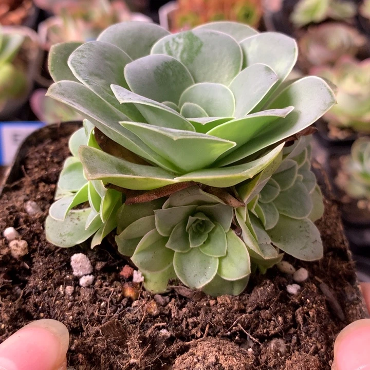 一物一拍清风挽003