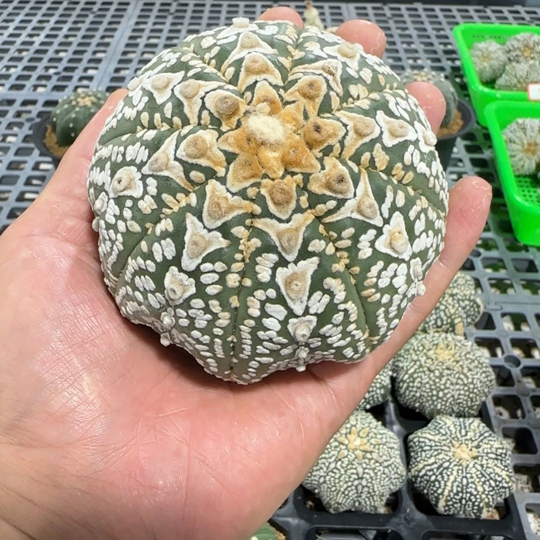 无花朵用****39.5公分海星V