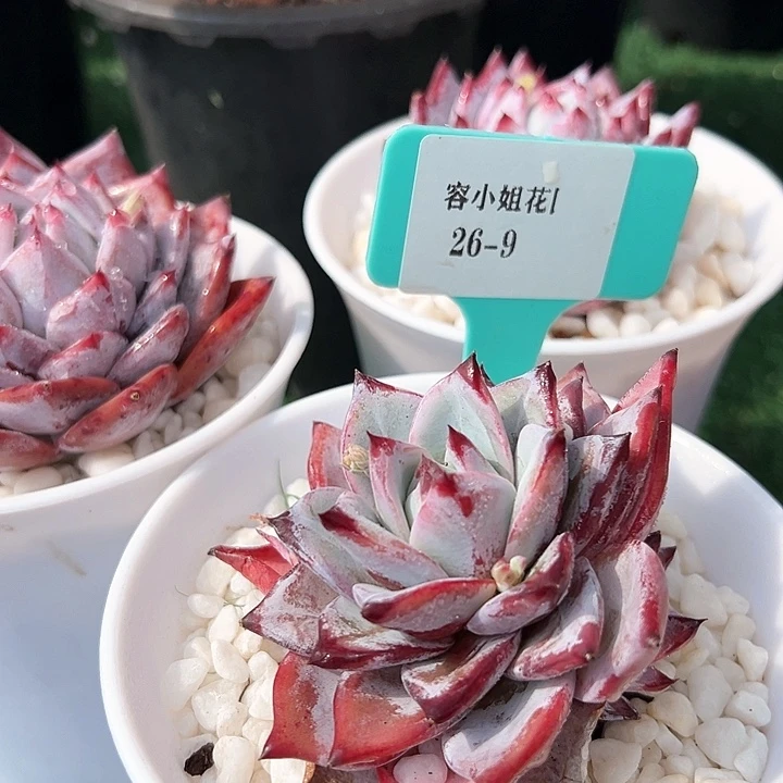 26.9黑天鹅带盆一个