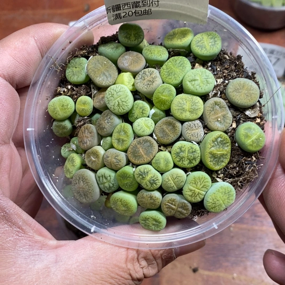 多肉蛋炒饭，感谢您相伴656