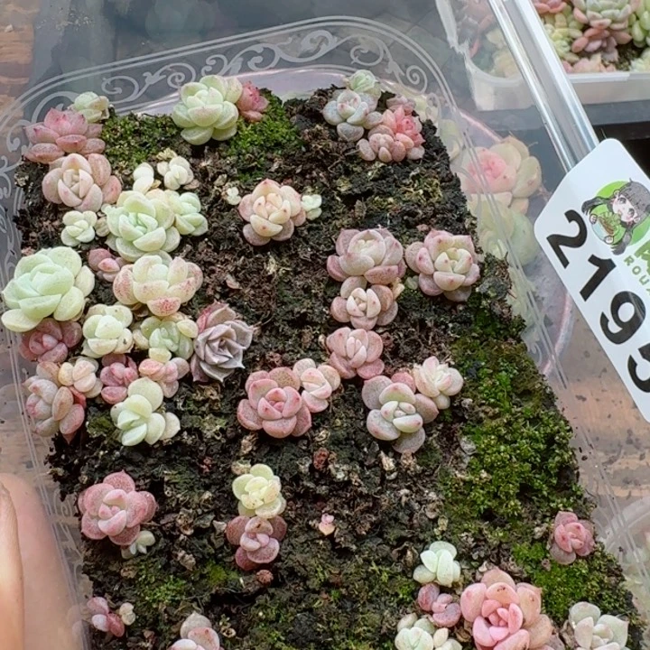 多肉植物多肉植物