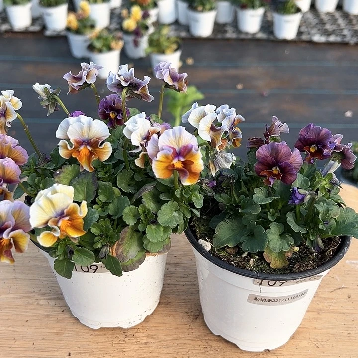 水晶抖音直播闪拍109