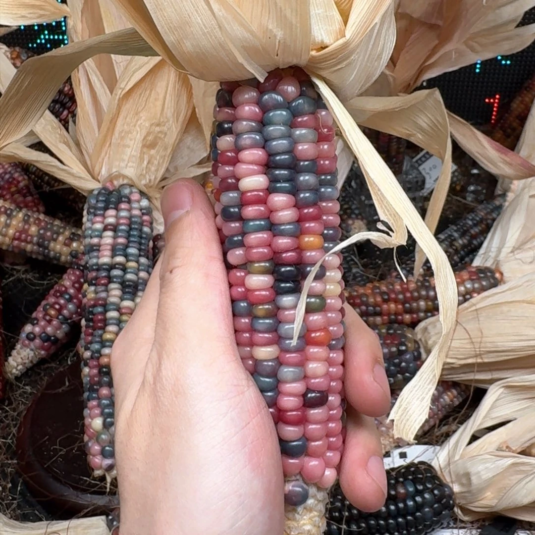 柏香籽/百香籽吊坠?*合