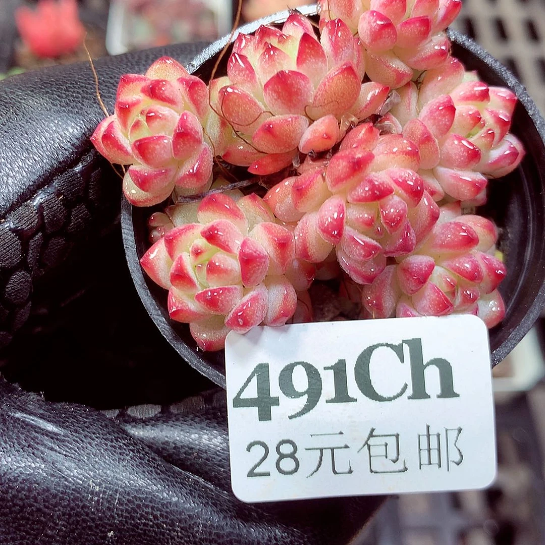 5厘米盆精控多肉491