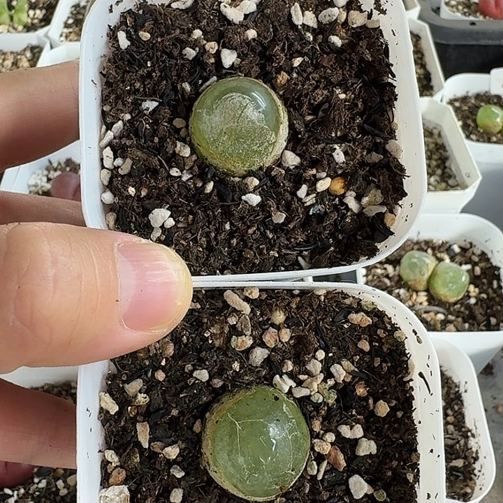 老马生石花灯泡1652