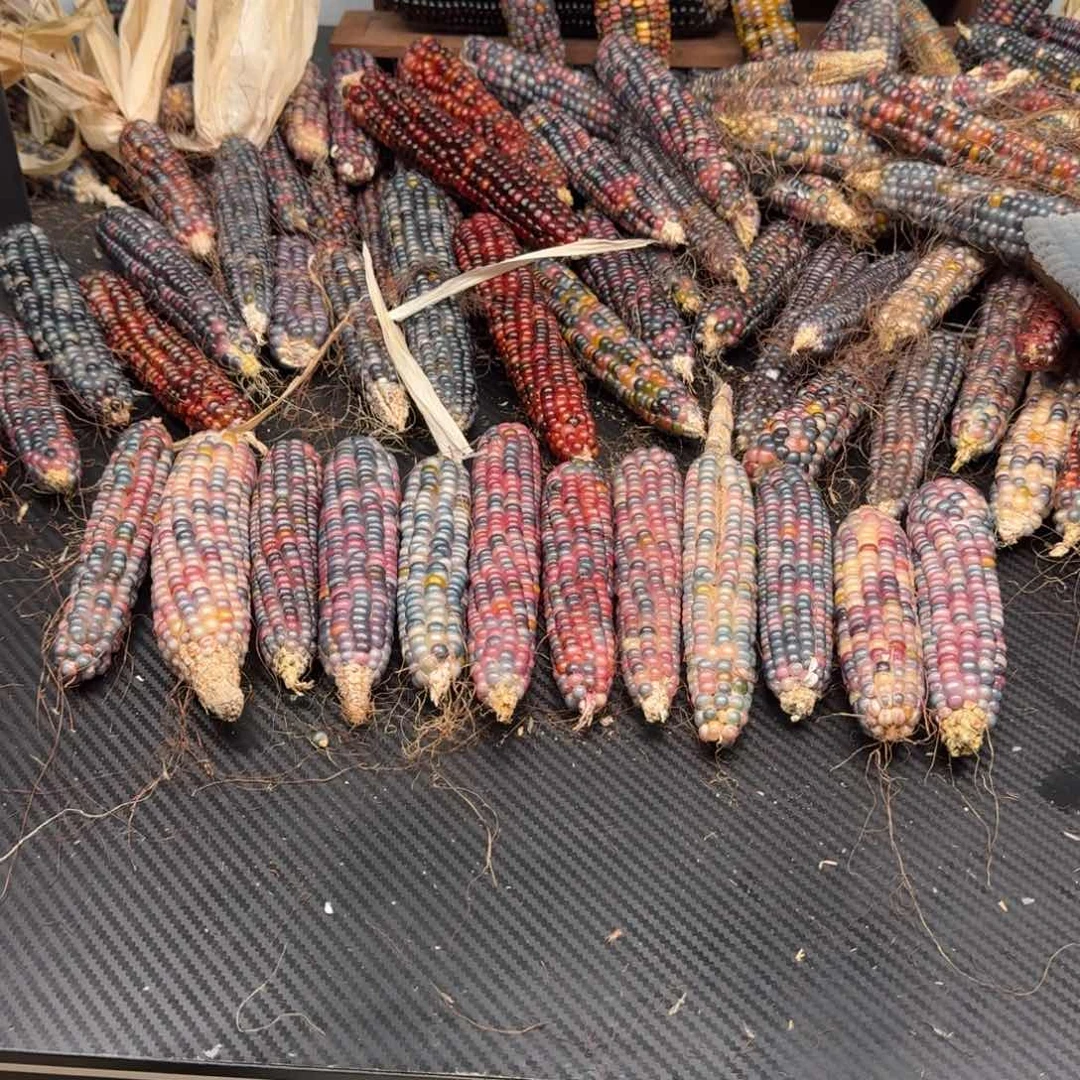 柏香籽/百香籽吊坠小*?