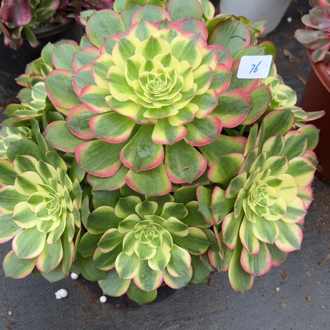 76海王炖肉植物洗衣