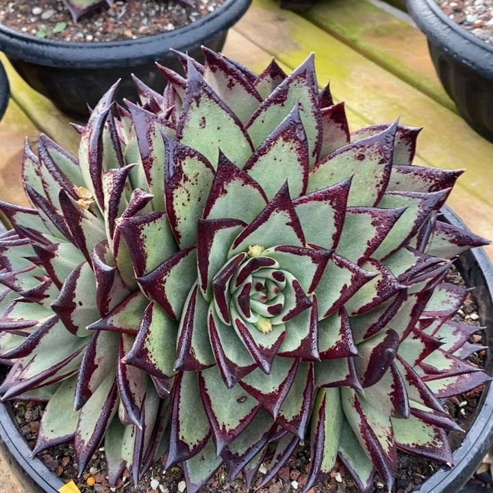 D750- 直播福利 乌木群生