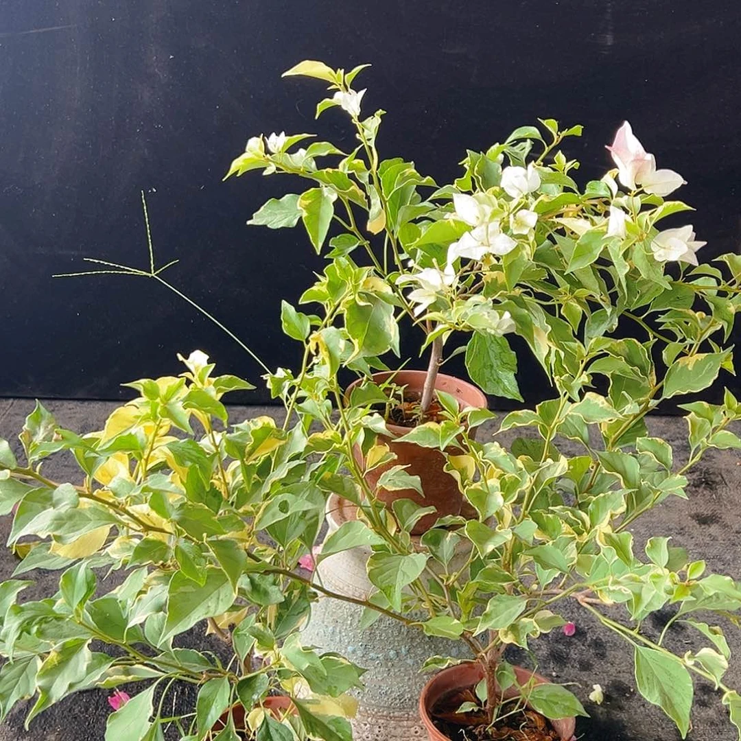 大部分花苞少量开放粉蝶掌中宝一颗