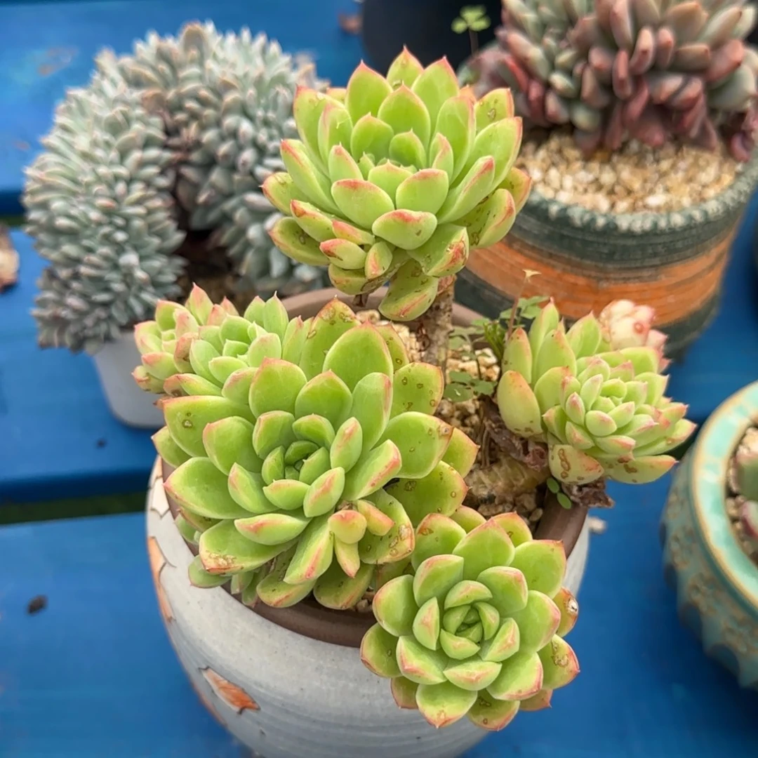 德国进口面南背北快乐了