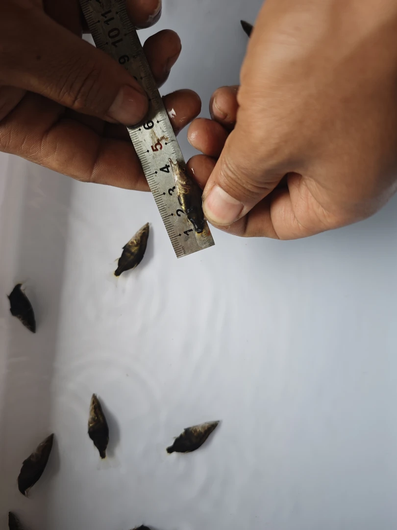 5-7公分鳜鱼观赏鱼安徽鳜鱼宠物鱼