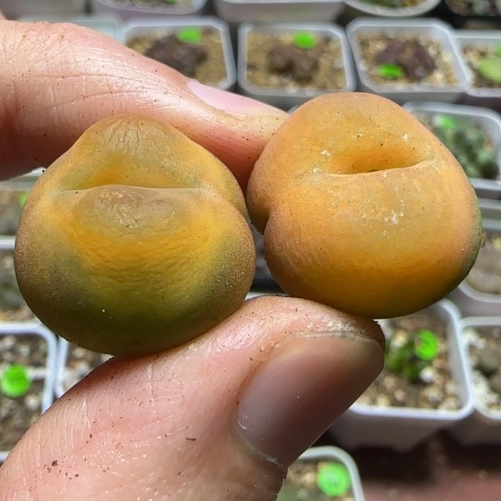 2.8+漂亮多肉植物267
