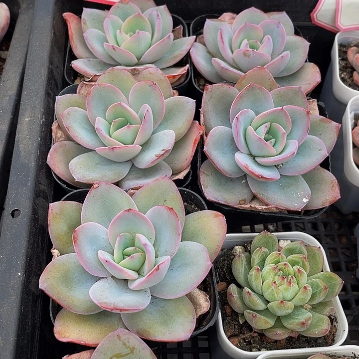 大叶布鲁兰带哦土发货