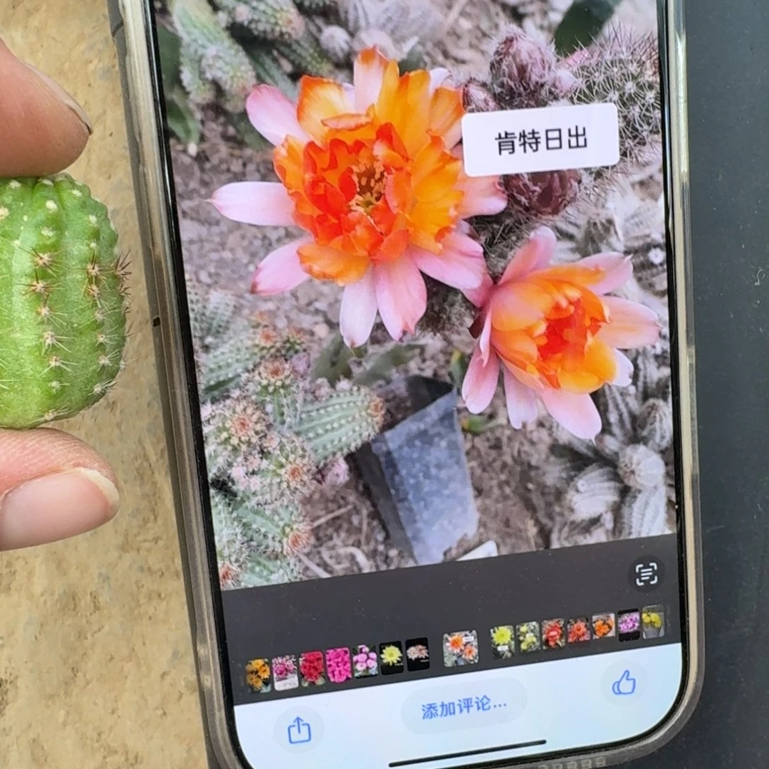 321白檀肯特日出3个很小，20包邮无根侧牙