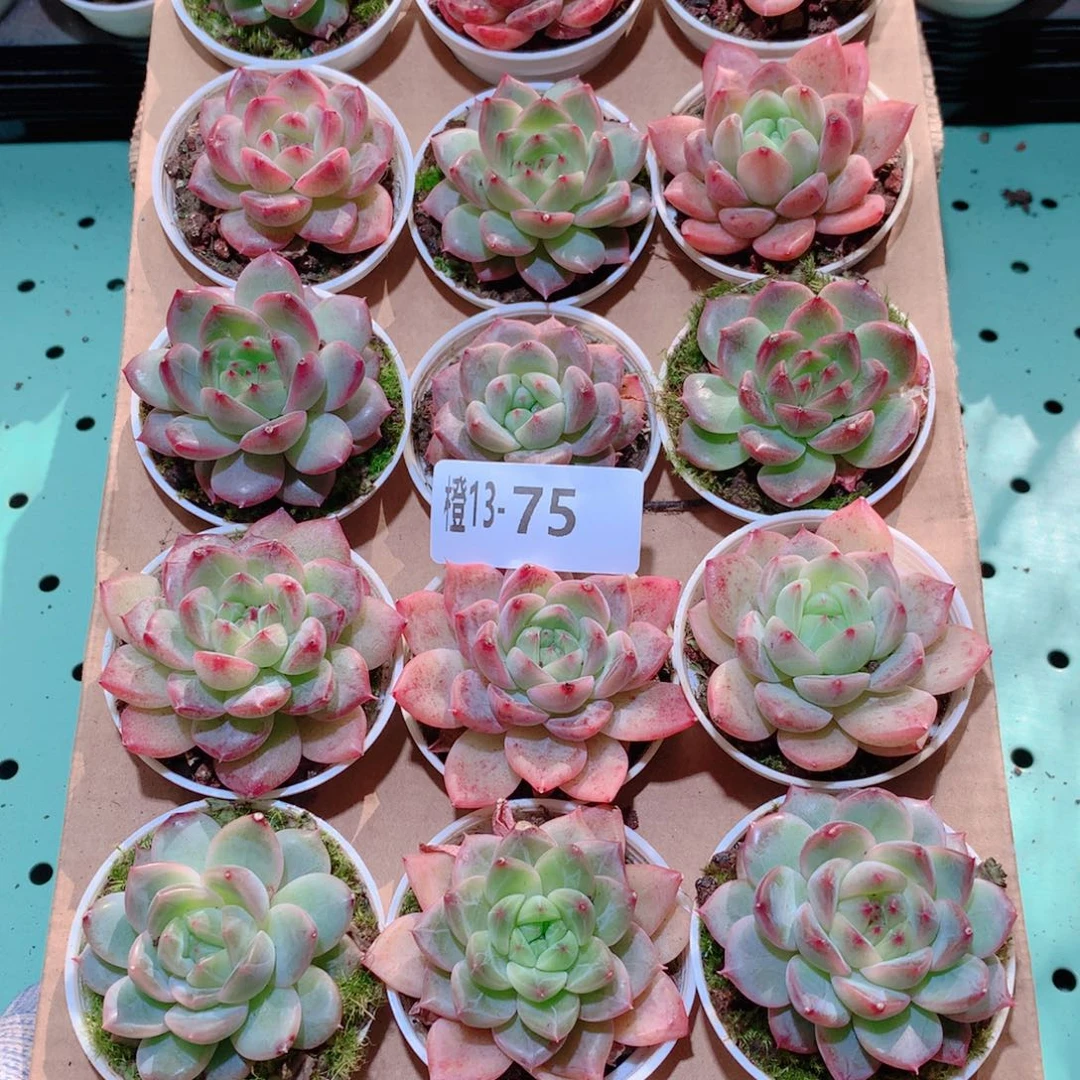 13-75一物一拍多肉带盆18颗