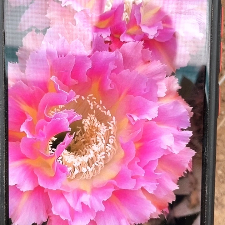 077侧芽歪5公分以上满18包邮
