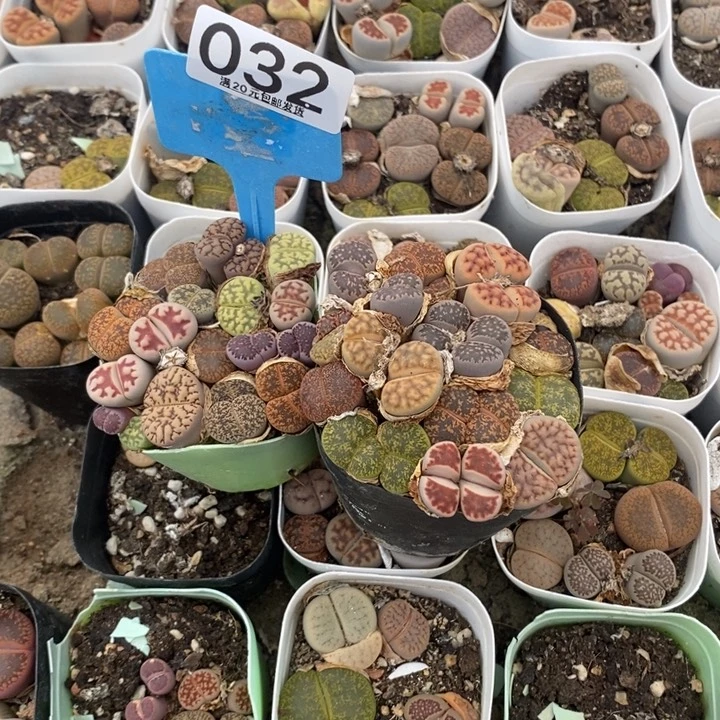 张*生石花等植物032