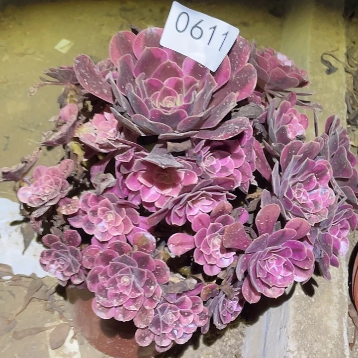 多肉植物法师611美杜莎