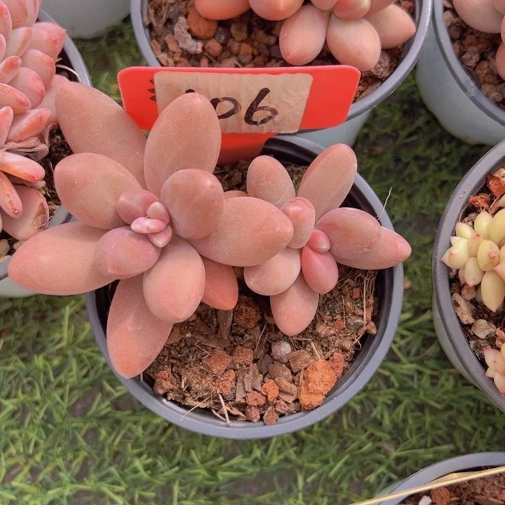 健健康康平平安安