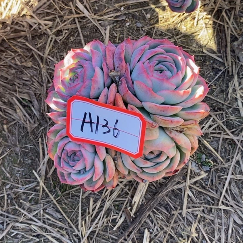 【闪购商品】静**多肉植物的
