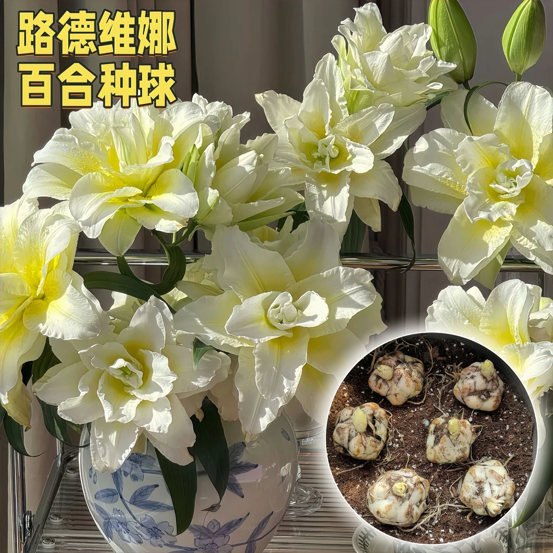 【路德维娜】重瓣香水百合花种球四季开花室内外栽浓香庭院带芽进口