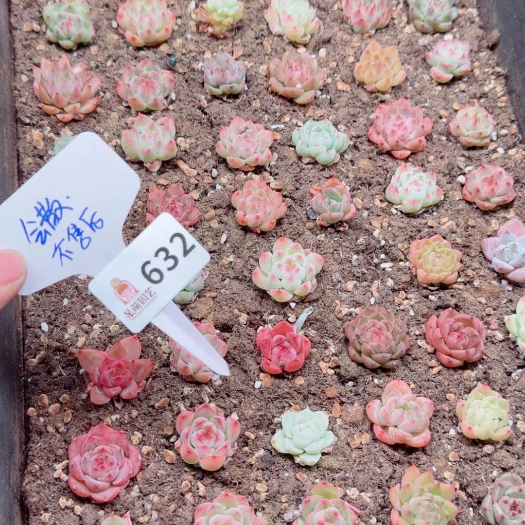 多肉植物多肉植物