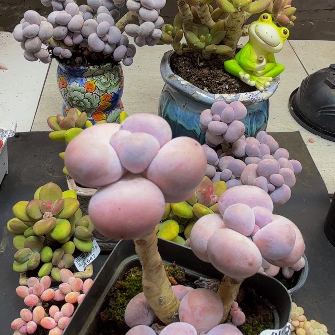 663/6cm芭比奶酪多肉植物