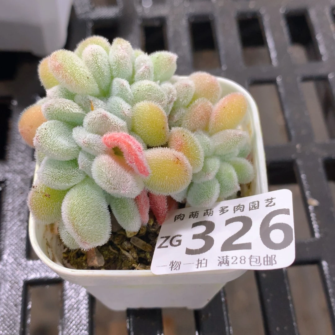 肉萌萌拇指盆精控多肉ZG326