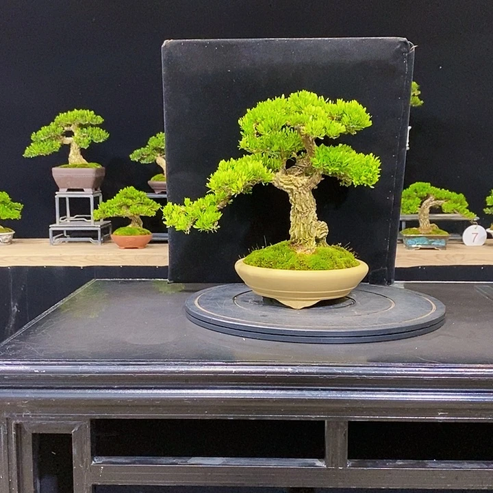 无花朵黄杨盆景四季常青不落叶