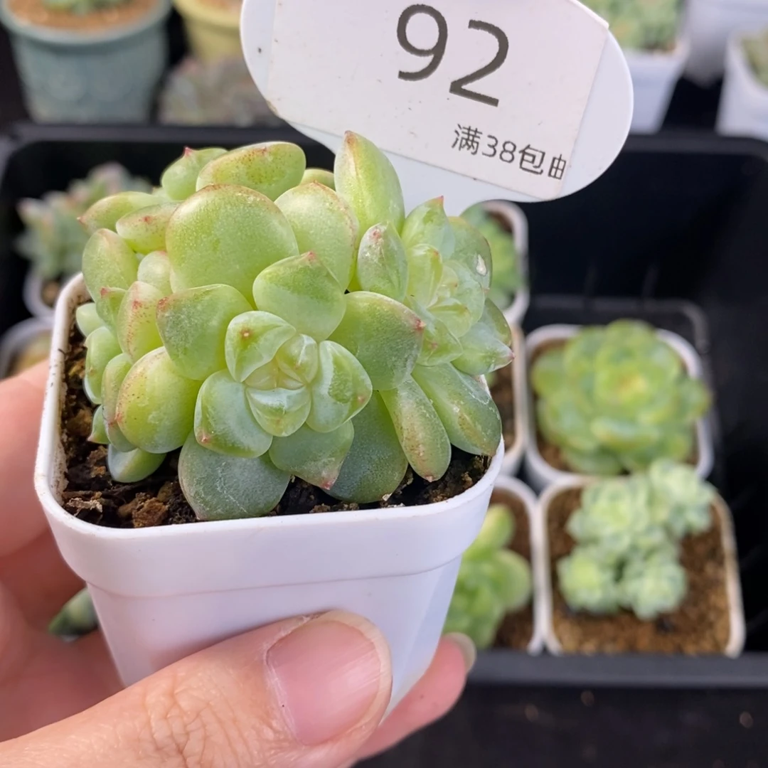 小白兔四头92号一颗