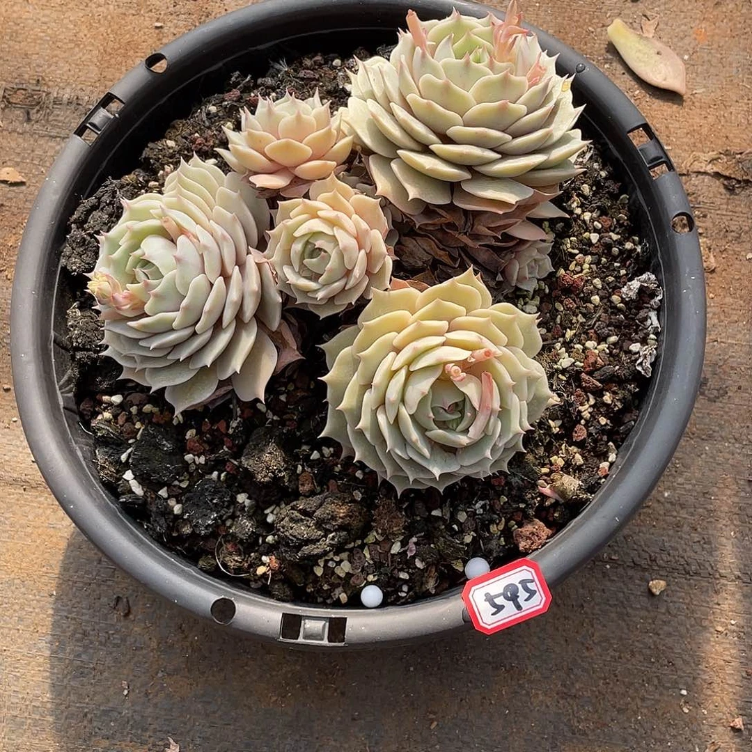 595露娜莲 一物一拍多肉