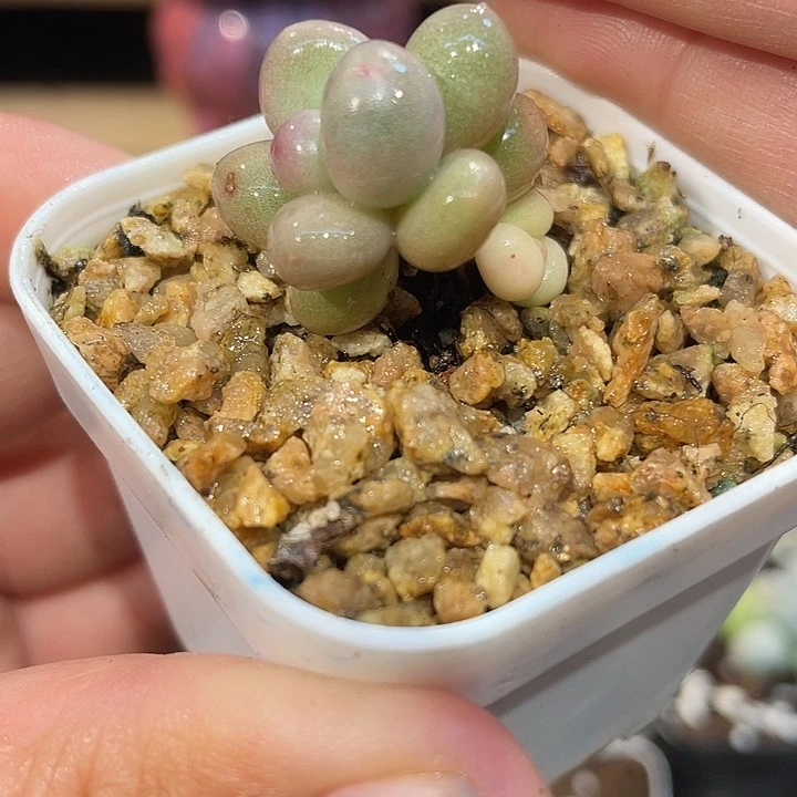 小**园彩虹奶啊啊啊啊锦基因啊