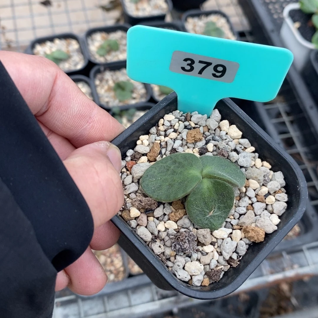 猪耳朵多肉植物一个