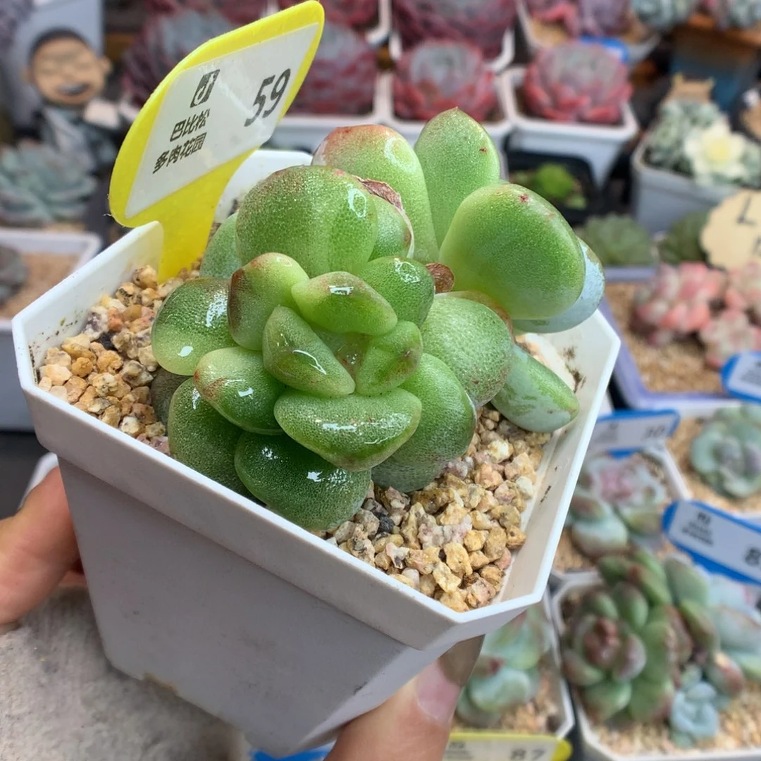 59翡翠冰玉石化双头