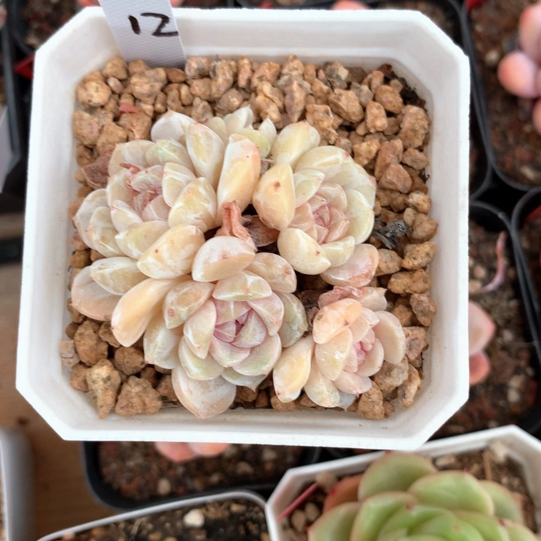 暖***✨汉堡老桩专拍12多肉