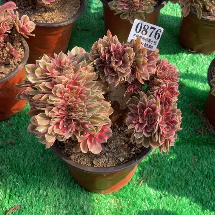 876号粉女巫缀化多肉