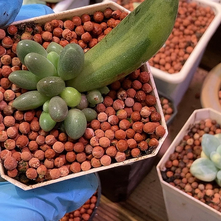 糖果美人锦多肉植物