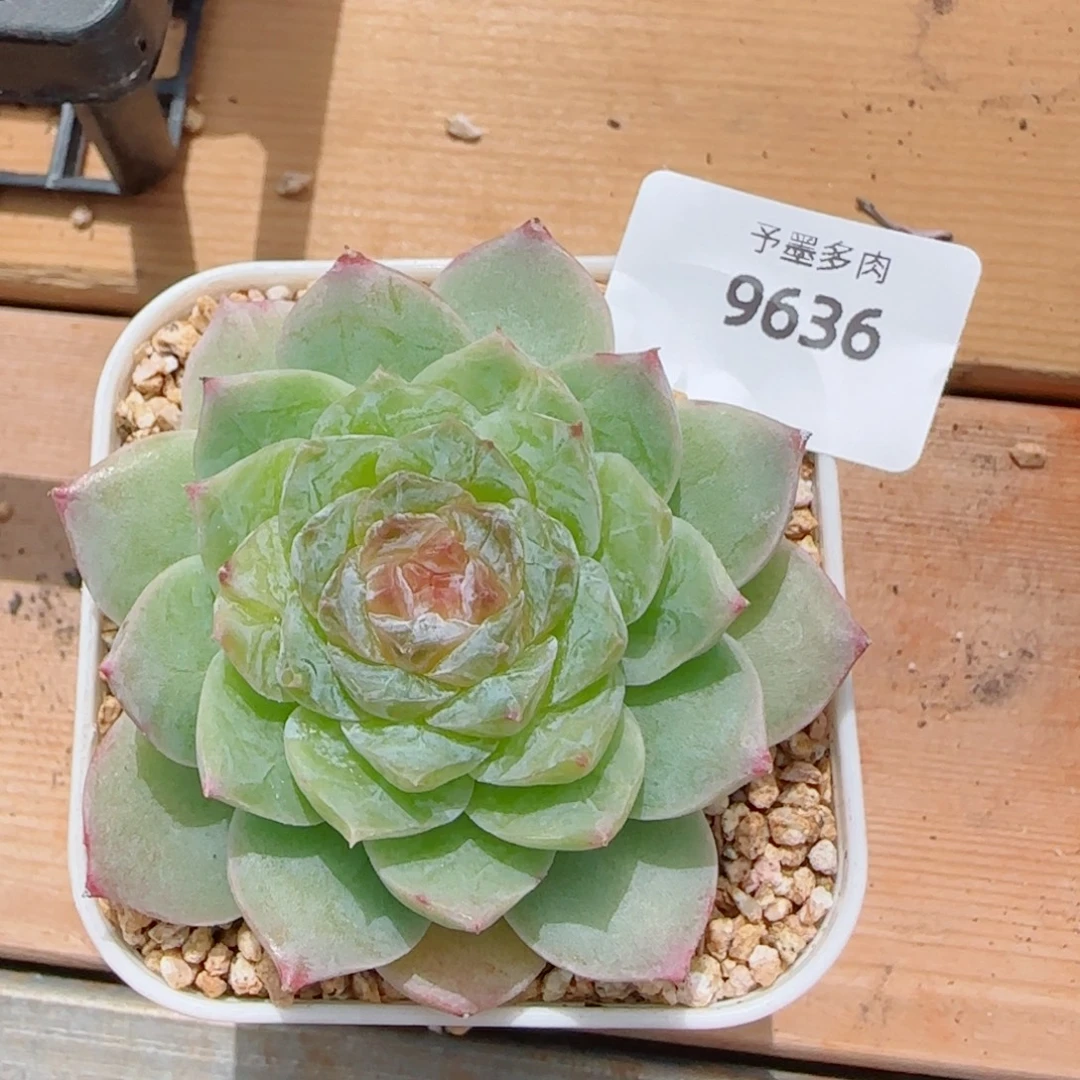 梦境，9636多肉植物