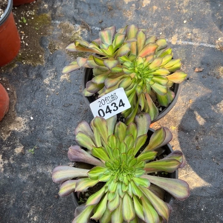 多肉植物434种植物