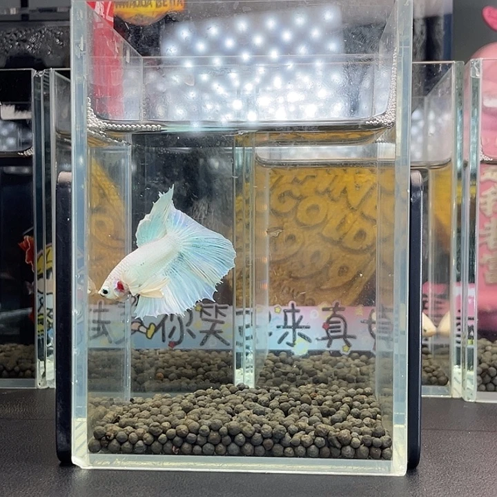 斗鱼3号925早半月