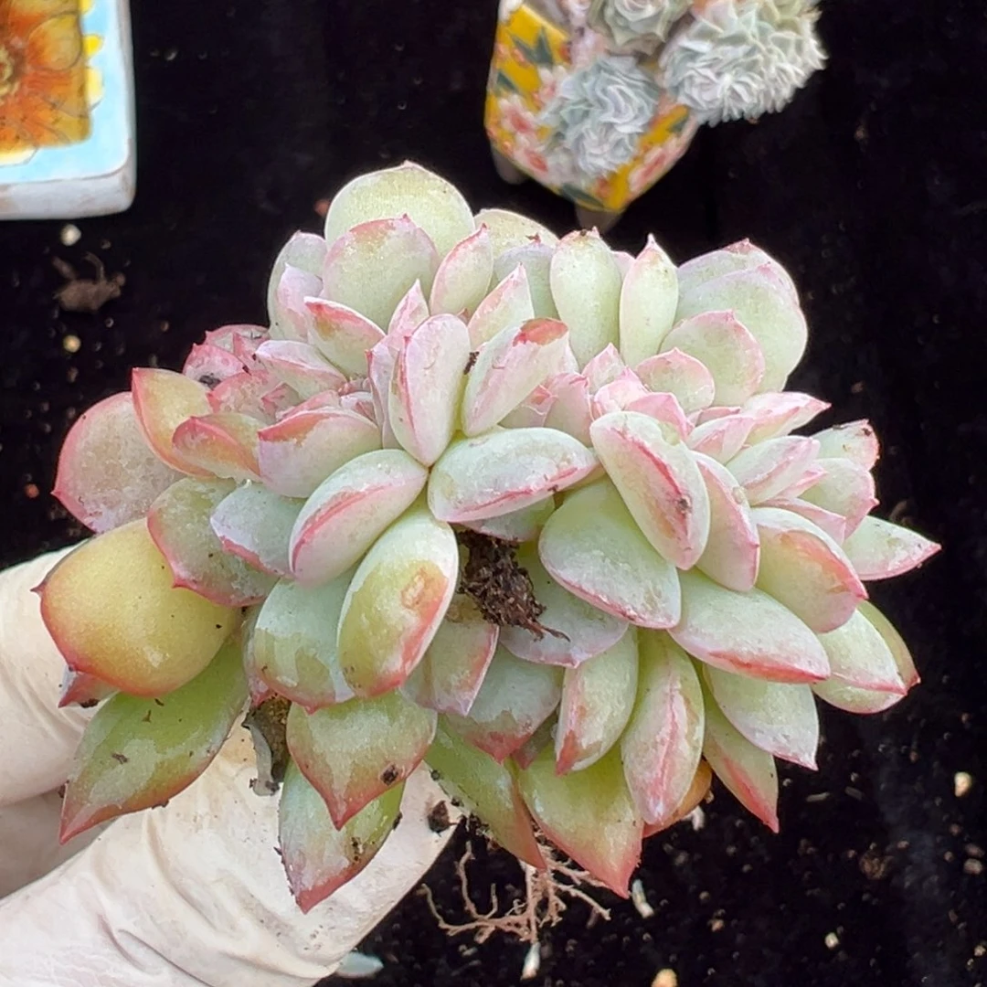 新年快乐 新年快乐