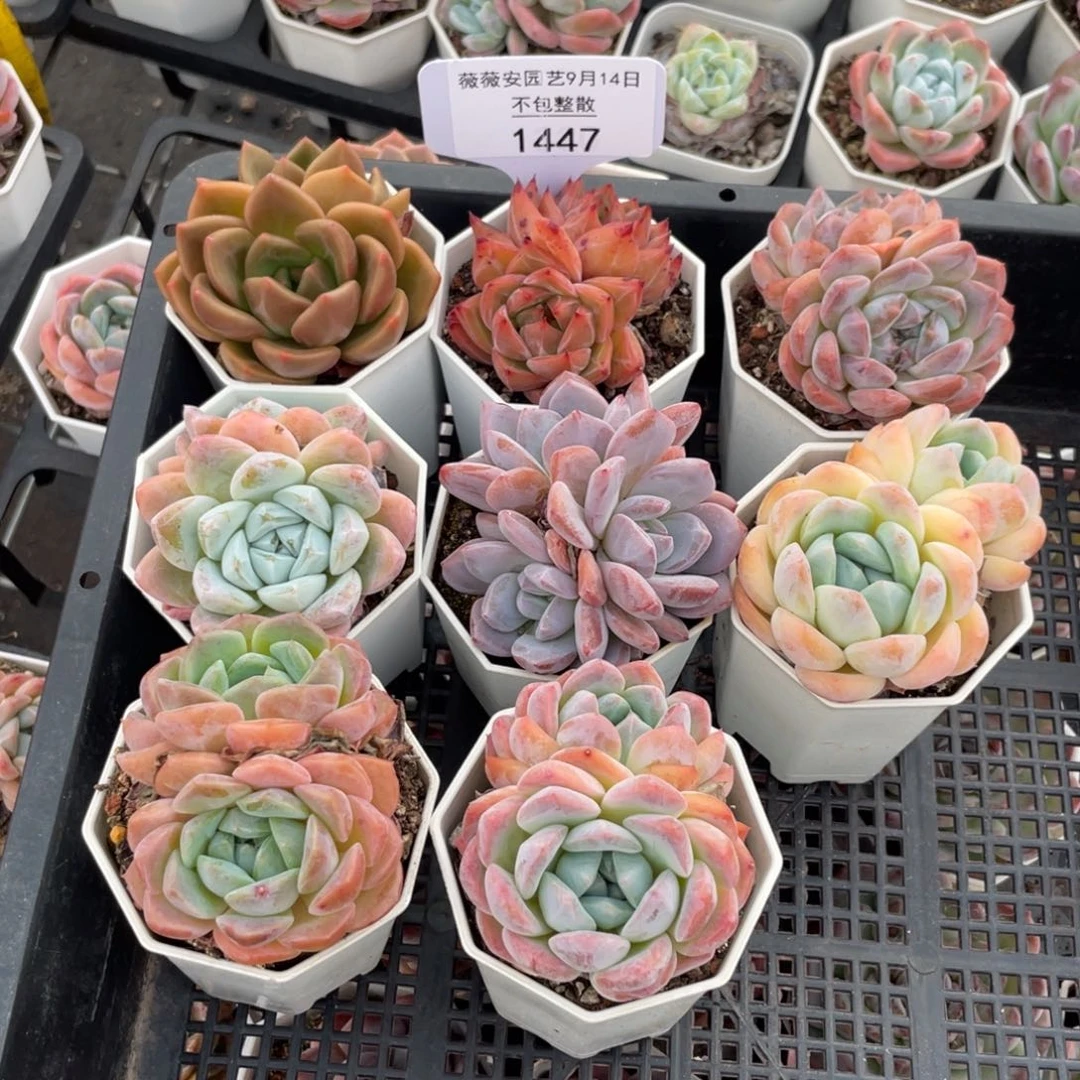 框拍不包整散1447