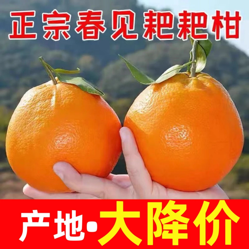 爆甜多汁现摘正宗四川春见耙耙柑应季新鲜水果薄皮柑橘ZS