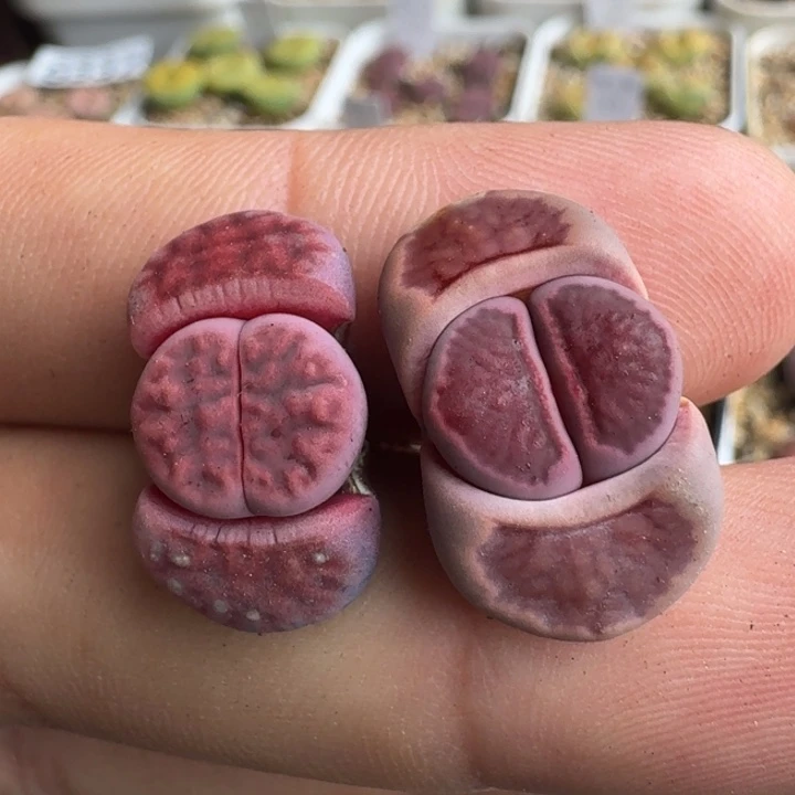 G365园艺新品紫花纹和紫菊回交