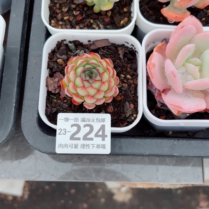 梦幻玫瑰无盆土发货无盆土
