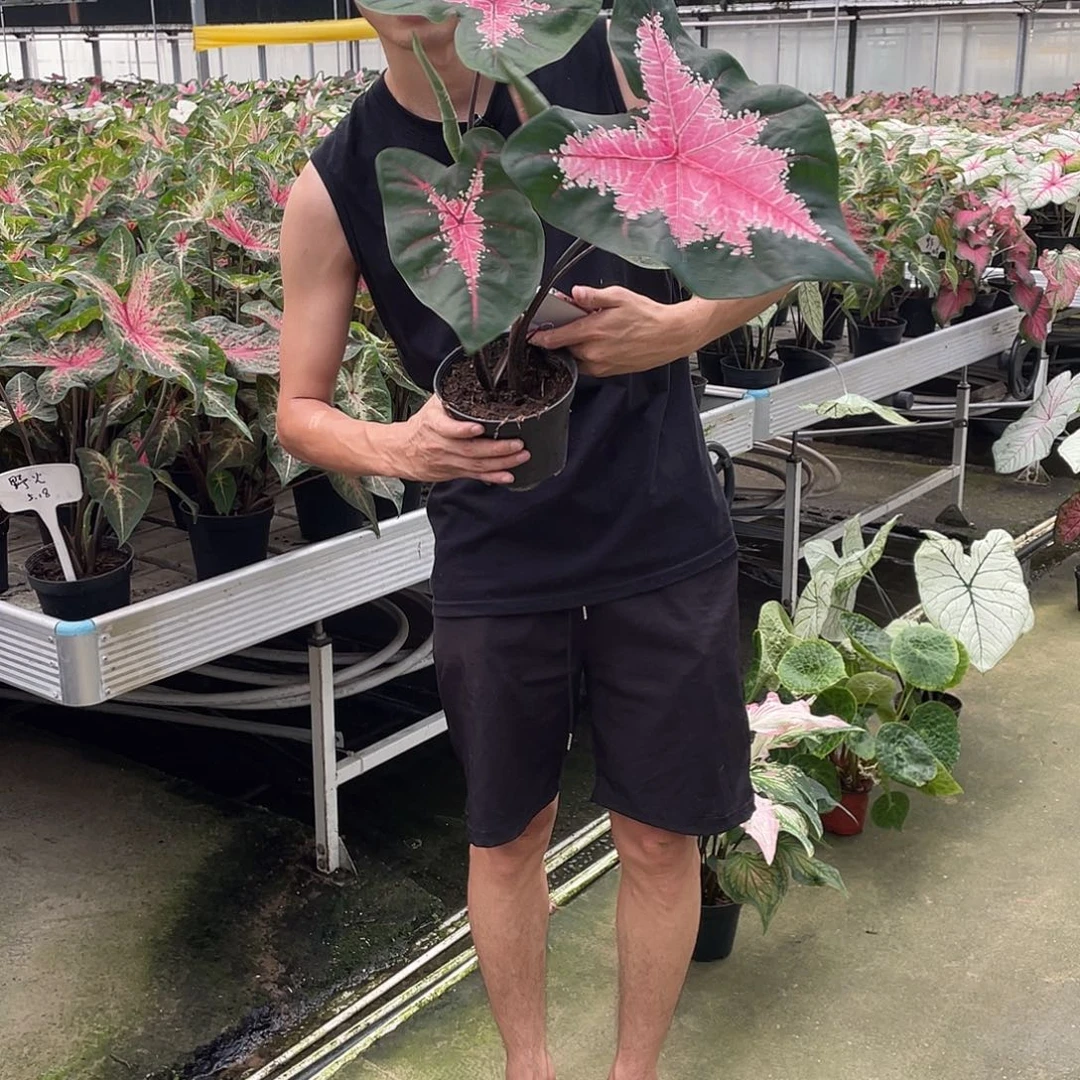 无花朵28号4公分红桃A