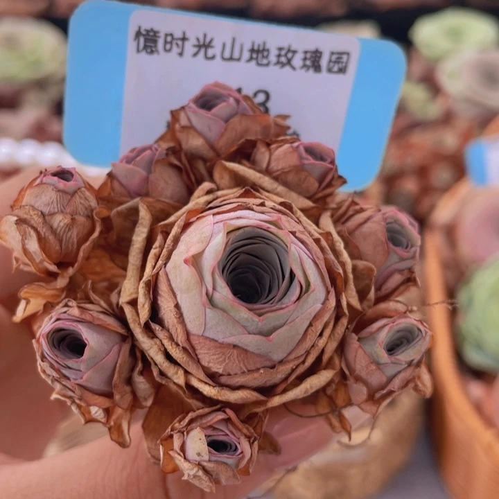 山地玫瑰213裸根发货不售后