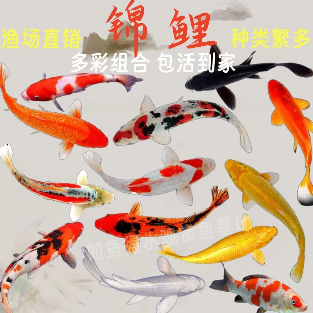 三色红白介子精品血统锦鲤多品种7条好养耐活观赏鱼