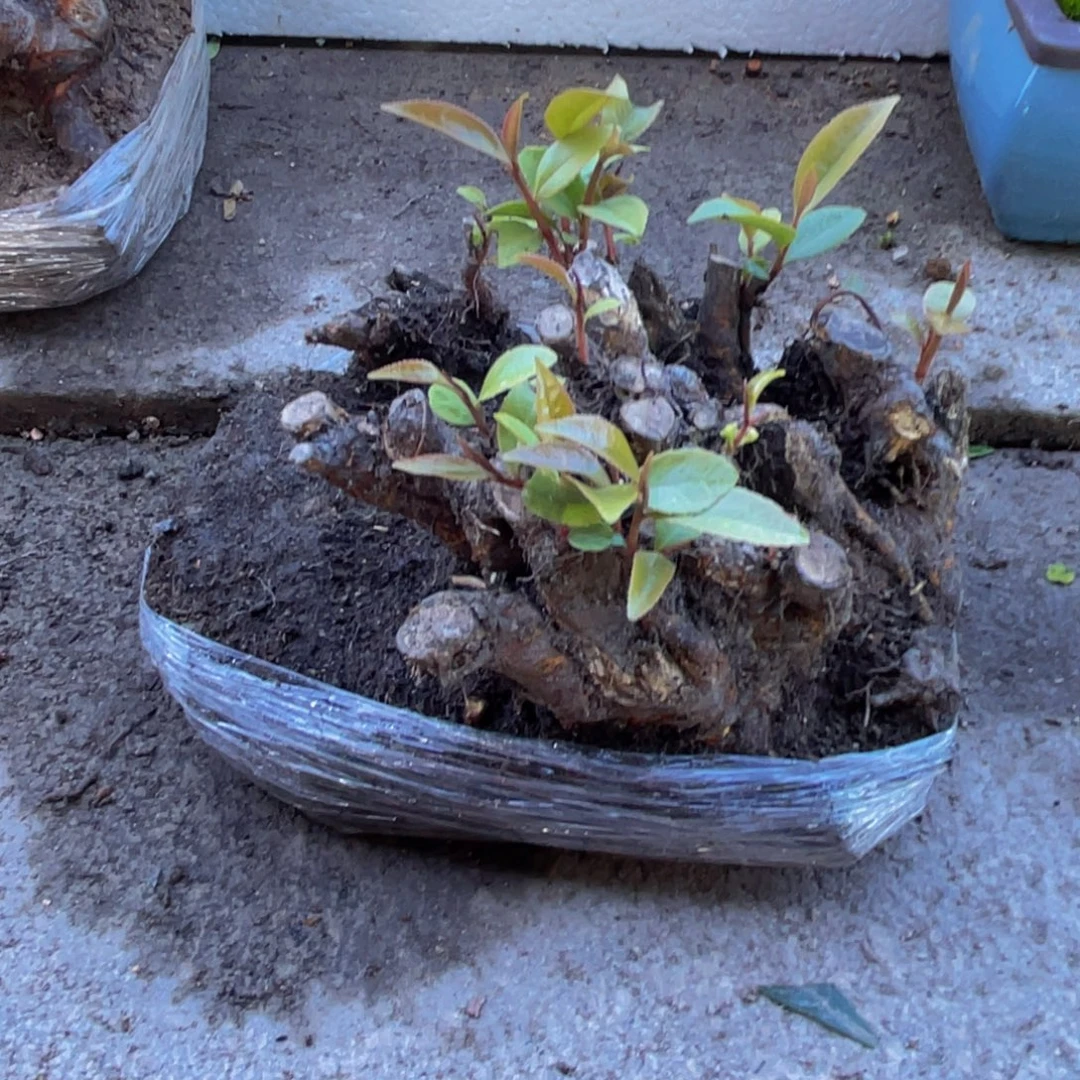 当前无花朵，栽培后可花朵