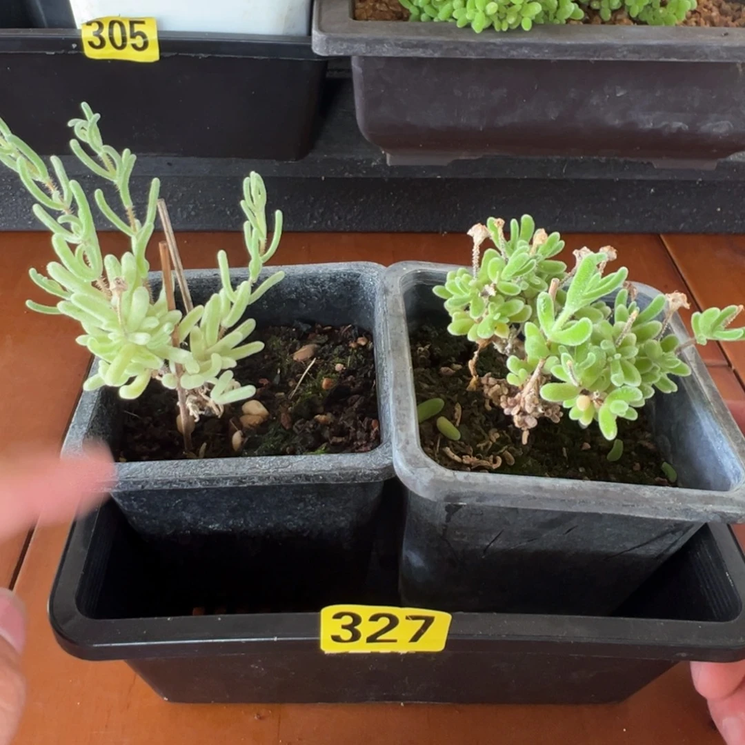 枝干番杏多肉植物327